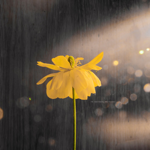 国语自产少妇精品视频蜜桃
